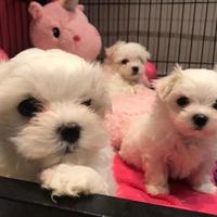 Maltese Toy