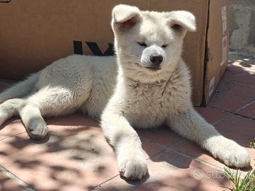 Cuccioli di akita inu