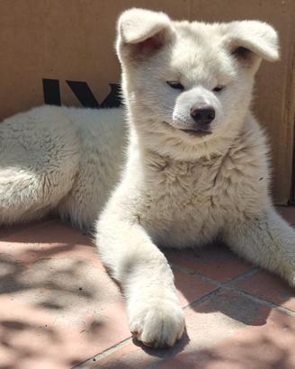 Cuccioli di akita inu