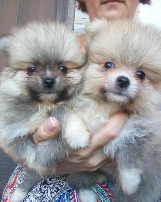 Spitz nano di Pomerania