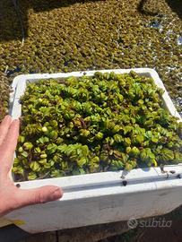 Piante laghetto salvinia natans ossigenante depura