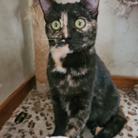 Dolcissima e particolare gattina d 6 mesi