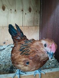 gallina barbuta d'anversa 