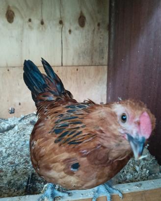 gallina barbuta d'anversa 
