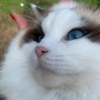 Ragdoll Maschio Seal Bicolor