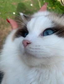 Ragdoll Maschio Seal Bicolor