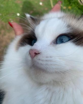 Ragdoll Maschio Seal Bicolor