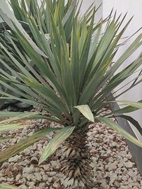 pianta Yucca
