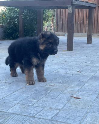 Cuccioli di pastore tedesco