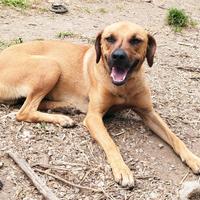 Maschio cane carattere gioioso