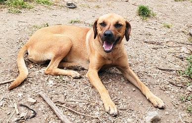Maschio cane carattere gioioso