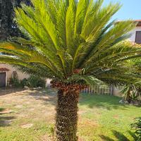 cycas o cicas