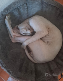 Gatto sphynx con pedigree