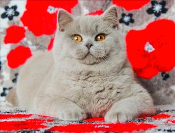 Gatto Scottish Straight per monta pedigree