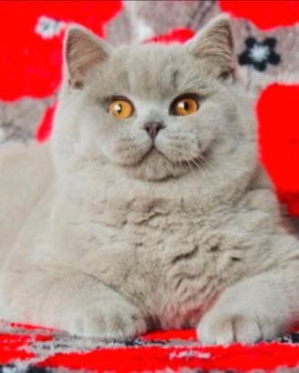 Gatto Scottish Straight per monta pedigree