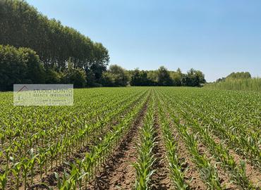 Terreno agricolo di mq. 4520 ca