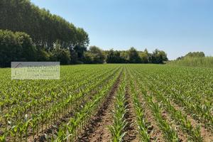 Terreno agricolo di mq. 4520 ca