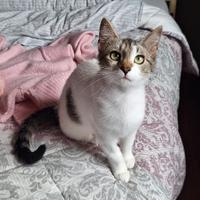 Una piuma di gattina