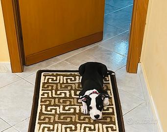 Amstaff