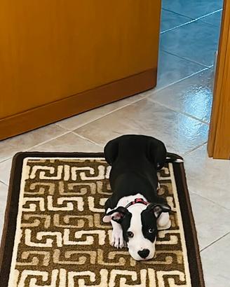 Amstaff