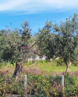 Piante di ulivo