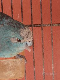 Kakariki pappagallo