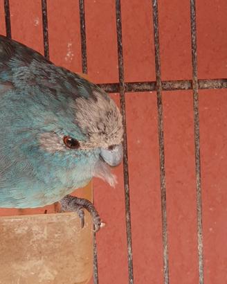 Kakariki pappagallo