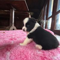 Cuccioli di border collie alta genealogia