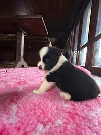 Cuccioli di border collie alta genealogia