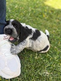 Cocker Spaniel Blu Roano