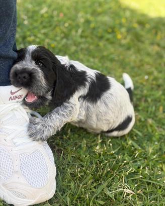 Cocker Spaniel Blu Roano