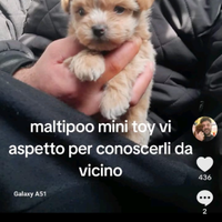 Mini toy di maltipoo barboncino a r.a.t.e in tt. I