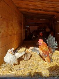 Galline serama