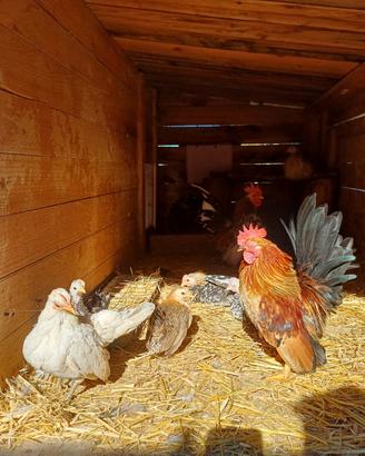 Galline serama