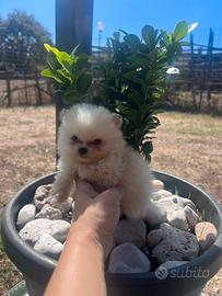 Pomerania Spitz micro