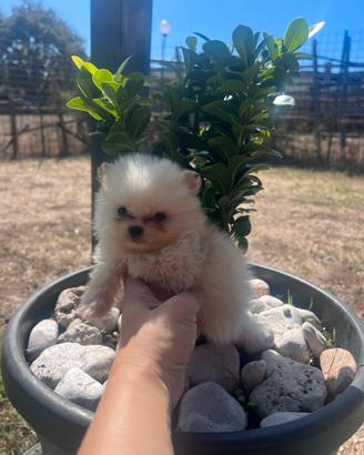 Pomerania Spitz micro