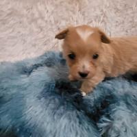 Lumi Maltipoo