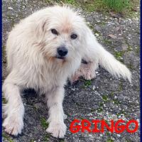 GRINGO simil terrierino vive in strada esposto ai