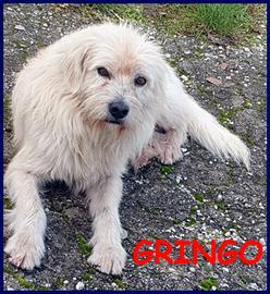 GRINGO simil terrierino vive in strada esposto ai