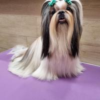 Shih tzu