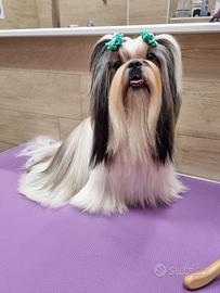 Shih tzu