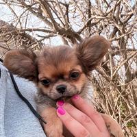 Cucciolo di chihuahua