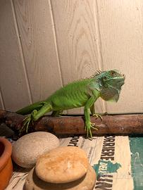 IGUANA gratis