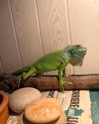 IGUANA gratis