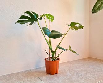 🌿 Pianta Monstera Deliciosa SPLENDIDA 💚