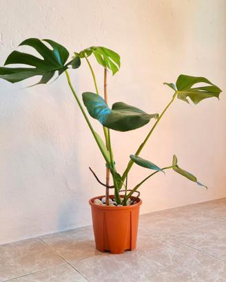 🌿 Pianta Monstera Deliciosa SPLENDIDA 💚
