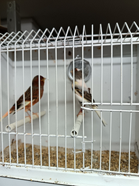 Canarini Arlecchini portochese