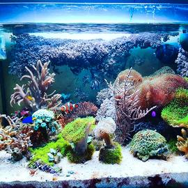 Acquario marino + plafoniera + impianto osmosi