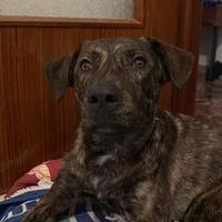 Cane dolce adotta vaccinato maschio 8 mesi