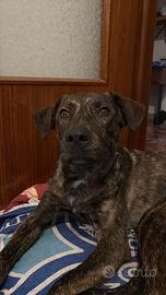 Cane dolce adotta vaccinato maschio 8 mesi